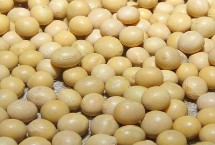 晋科23号大豆栽培技术要点，适宜播期4月下旬至5月上旬