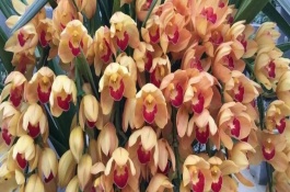 大花蕙兰冬天的养护方法，初秋至初冬要多晒光