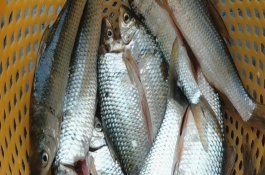 鲮鱼和鲤鱼一样吗，类别比较接近但不是同一种鱼