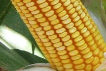 辽科604玉米栽培技术要点，注意防治大斑病