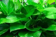 绿萝黄叶烂根的原因，通常2-3年换一次盆