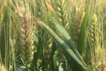 许麦1636小麦栽培技术要点，半冬性品种