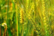 宁春65号小麦栽培技术要点，生育期103天