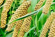 世界三大粮食作物分布情况，谷类、豆类和薯类作物三大类