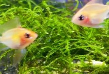 小虾可以和鱼类混养吗，根据体型大小、食性、养殖密度等决定