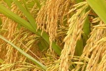 川优899水稻栽培技术要点，该品种基部叶叶鞘绿色