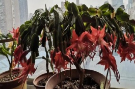 蟹爪兰喷什么促进开花，选取发育健壮的一生年枝条作为砧木