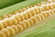 爱瑞特961玉米栽培技术要点，大喇叭口期防治玉米螟虫