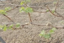 夏季给葡萄施肥的方法，可将发生器放在棚内帮助气体扩散