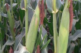 新甜玉10号玉米品种基本信息，生育期春播90天左右