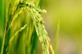 信两优丰糯水稻栽培技术要点，每亩插足基本苗3万以上