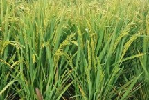 荣紫糯水稻栽培技术要点，综合防治病虫害