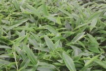 砂仁是果实还是种子，可种子繁殖和分株繁殖