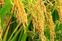 花优金丝苗水稻栽培技术要点，该品种基部叶叶鞘绿色