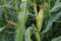 豫龙618玉米栽培技术要点，适宜播种期4月下旬至5月初