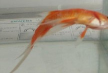 金鱼身体弯曲用盐水能治好吗，可能是收到惊吓或环境骤变等导致