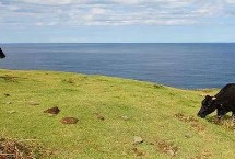 品质较好的肉牛品种，包括日本和牛、安格斯牛、夏洛莱牛等品种