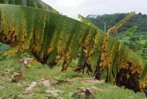 香蕉叶斑病的防治方式，分为黄条叶斑病和黑条叶斑病