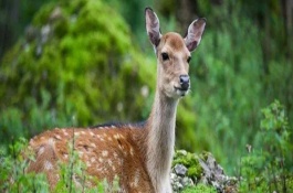 梅花鹿的种群现状，属于我国一级保护动物