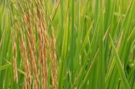 富4A水稻品种基本信息，早造3月上旬播种