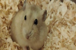 仓鼠怕热怎么解决，容易感染细菌、引起皮肤病