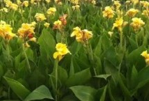 美人蕉冬天怎么过冬，可选取健壮芽的茎块埋入盆土中