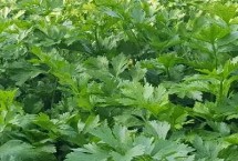 芹菜红蜘蛛的防治措施，严重时白色小点布满叶片