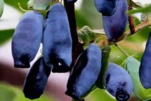 蓝靛果可以在家里种吗，通常每斤在45-50元