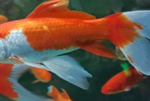 金鱼肠炎病的症状，白点病、水霉病和肠炎比较常见