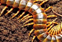 雌雄蜈蚣鉴别方法，属于性情凶猛的节肢动物