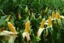 康农玉768玉米栽培技术要点，密度以4500株/亩为宜