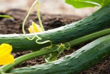 黄瓜打顶后怎么加快恢复速度，打顶后还会结黄瓜