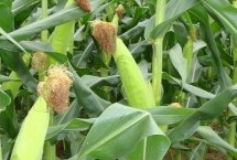 爱玉151玉米栽培技术要点，注意防治纹枯病和茎腐病