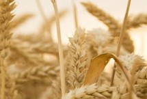 冬小麦如何进行早春管理，苗龄较小的田块要在春季锄划1-2次