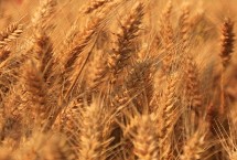 先麦23小麦栽培技术要点，弱春性品种