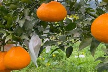 三个最好的柑橘品种，分别为贡柑、沃柑、春见