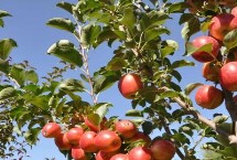 果树&ldquo;大小年&rdquo;的弊端，小年似花不是花