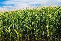 TL717玉米栽培技术要点，中抗弯孢叶斑病5MR