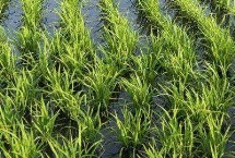 润两优212水稻栽培技术要点，每亩插足基本苗6万以上