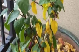 大白菜黄叶病的症状，遇旱时需及时浇水