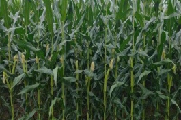 A61玉米栽培技术要点，该品种幼苗期第一叶鞘紫色