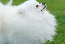 狗喜欢吃屎的原因，成年狗一般一天喂2-3次