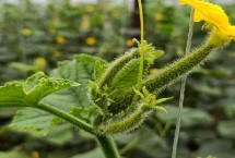 黄瓜花打顶的防治方式，致使黄瓜不可正常开花坐瓜