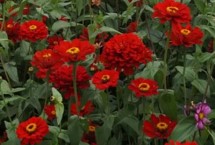 百日草怎么摘心，主要采用播种和扦插的方法