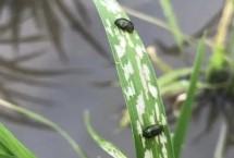 水稻负泥虫的出现规律，成虫可越冬每年均发生一代