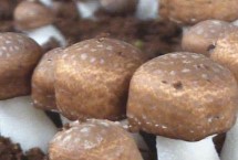 姬松茸收获时间，春秋季节为适宜收获期