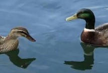 野鸭喜欢吃什么，以小鱼、小虾、甲壳类动物等为食