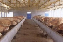 牛槽栏杆设计尺寸，水槽一般宽60厘米左右