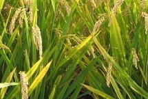 荃9优475水稻栽培技术要点，每亩插足基本苗6万以上