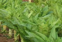 秋冬季莴笋病害防治要点，施好苗床肥、基肥、追肥